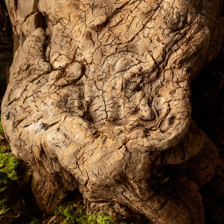 NYA - RICORDA ANGEL ' S SHARE DI KILLIAN