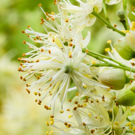 TAYDA - RICORDA TILIA DI MARC ANTOINE BARCOIS