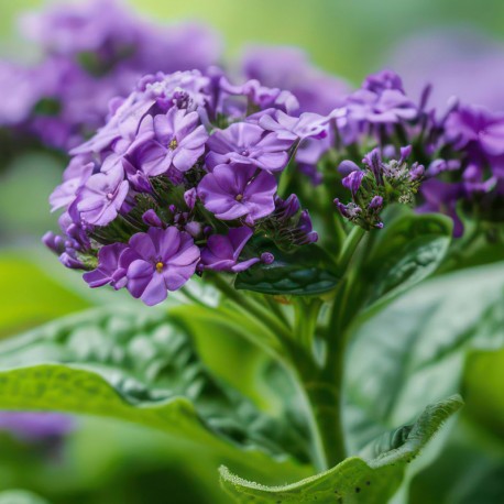 TAYDA - RICORDA TILIA DI MARC ANTOINE BARCOIS